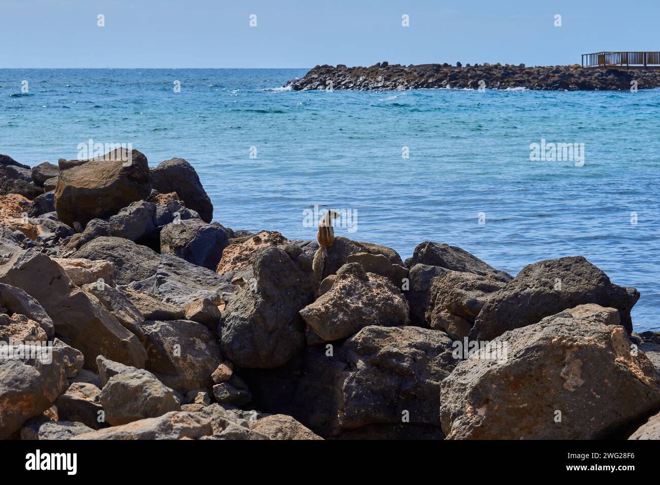 Scoiattolo in piedi su rocce al bordo dell'oceano che guarda l'acqua Foto Stock