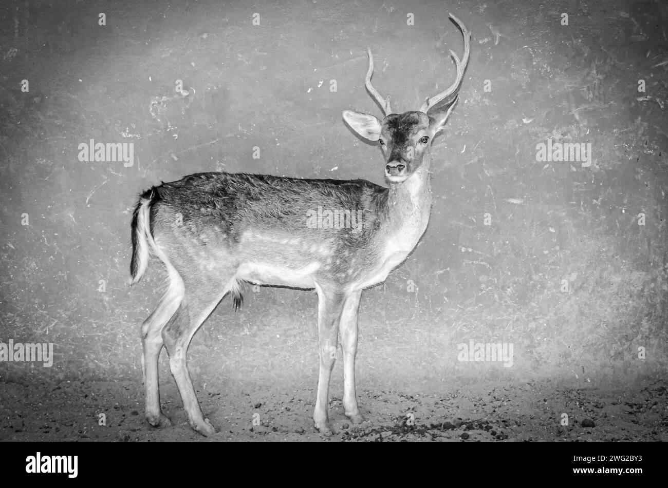 Animale di cervo alla Tasneem Farm, Bahrein Foto Stock