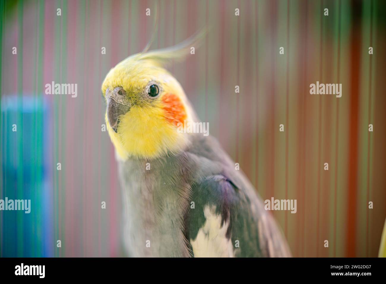 Il cockatiel (Nymphicus hollandicus), noto anche come uccello weiro, o quarrion, è un uccello che fa parte del proprio ramo della famiglia dei cockatoo Foto Stock