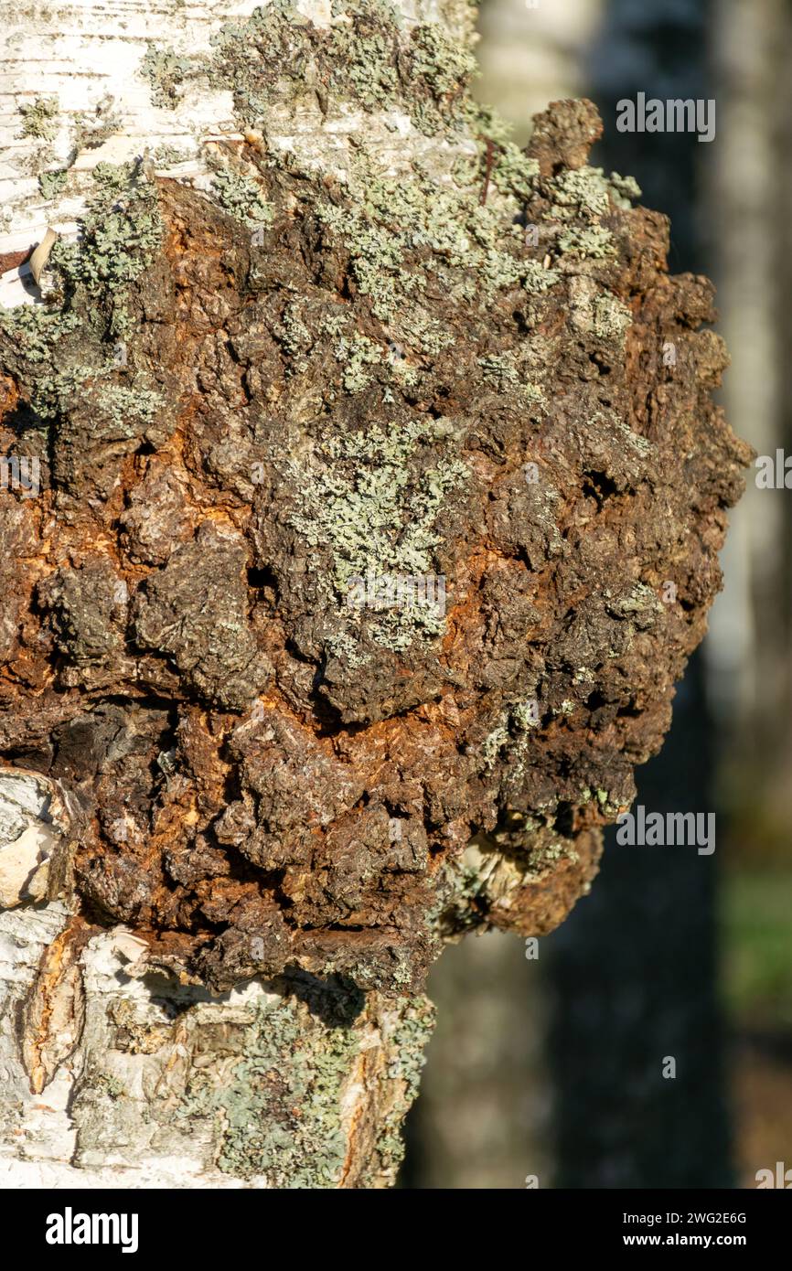 Il bolo nero (Inonotus obliquus, meglio noto come chaga o bolo di betulla nera) è un fungo parassitario non commestibile del genere bolo, appartiene al med Foto Stock