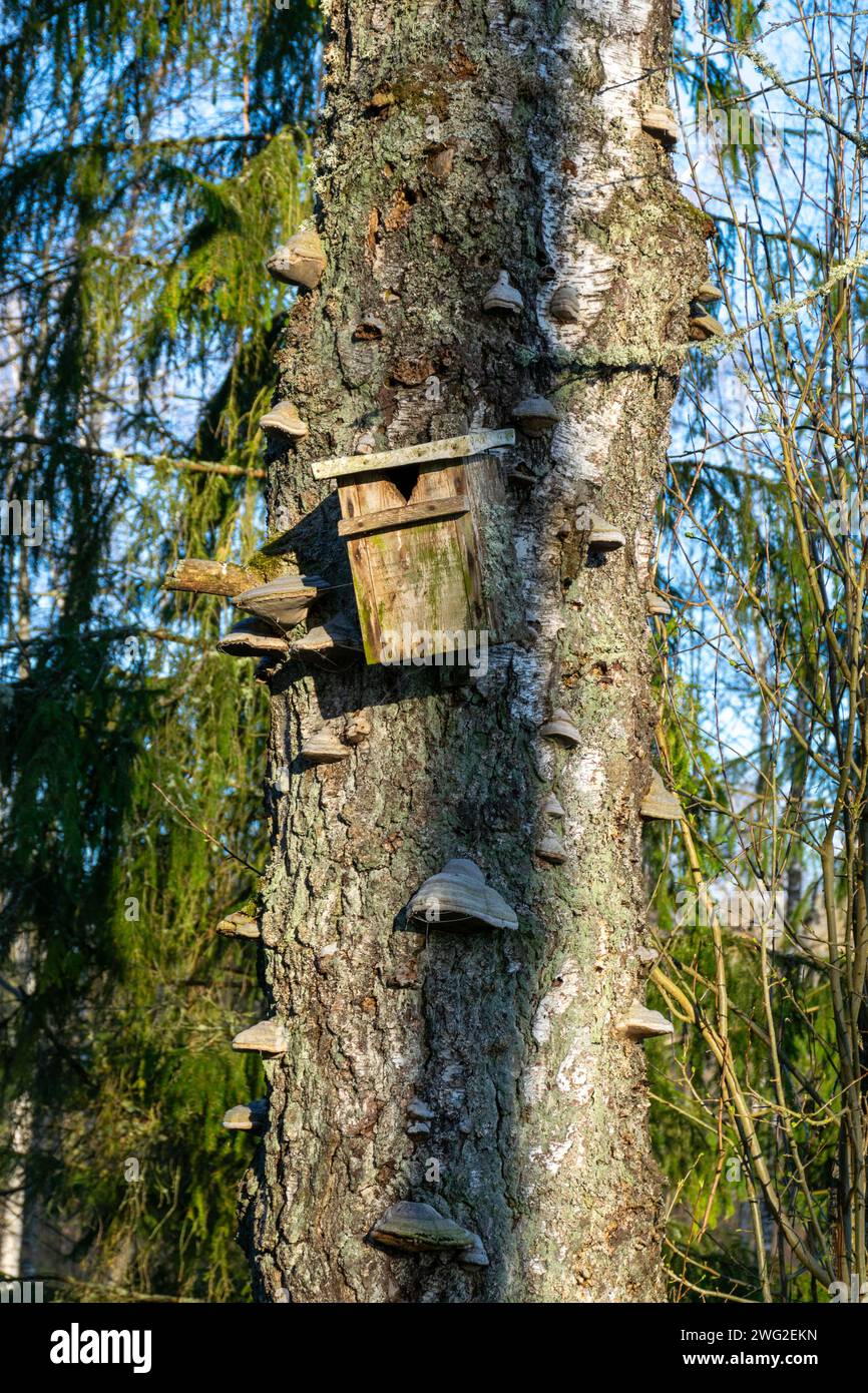 vecchio tronco di alberi in un parco, buona casa per vari uccelli e insetti, primavera Foto Stock