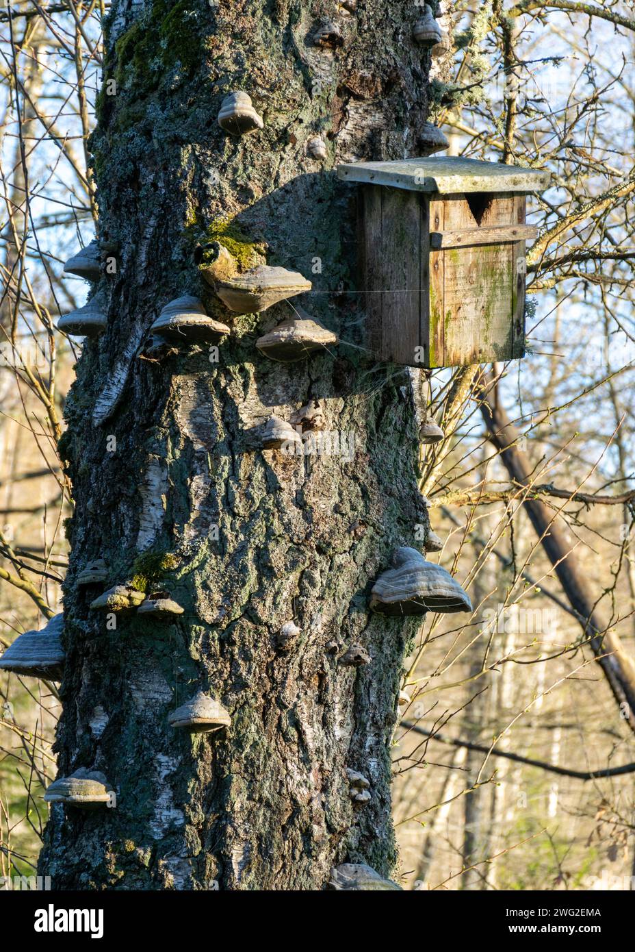 vecchio tronco di alberi in un parco, buona casa per vari uccelli e insetti, primavera Foto Stock