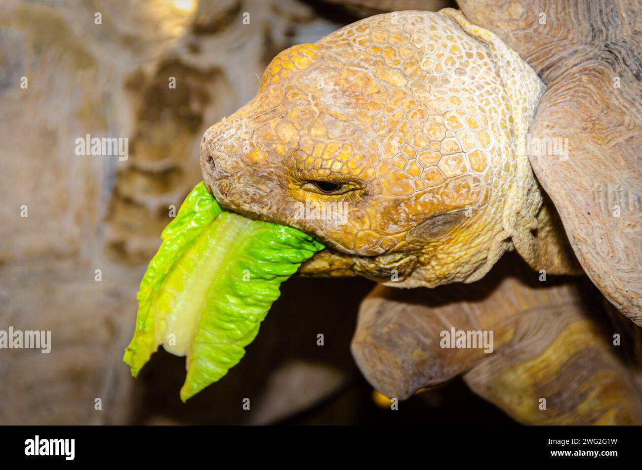 Foto ravvicinata di una tartaruga/Tartaruga Foto Stock