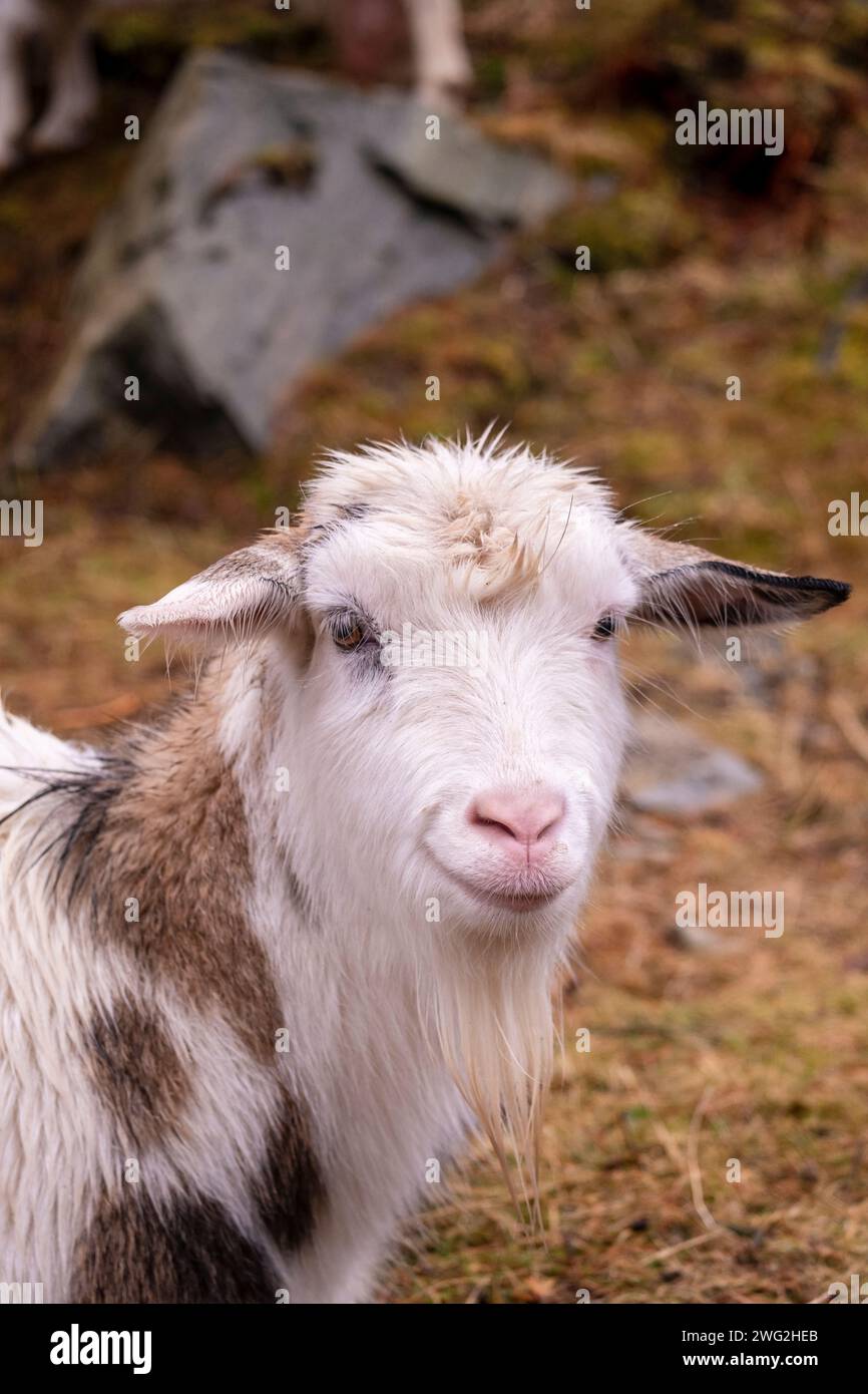 Una capra sorridente al santuario degli uccelli di Herdla, Askøy, Bergen, Norvegia Foto Stock