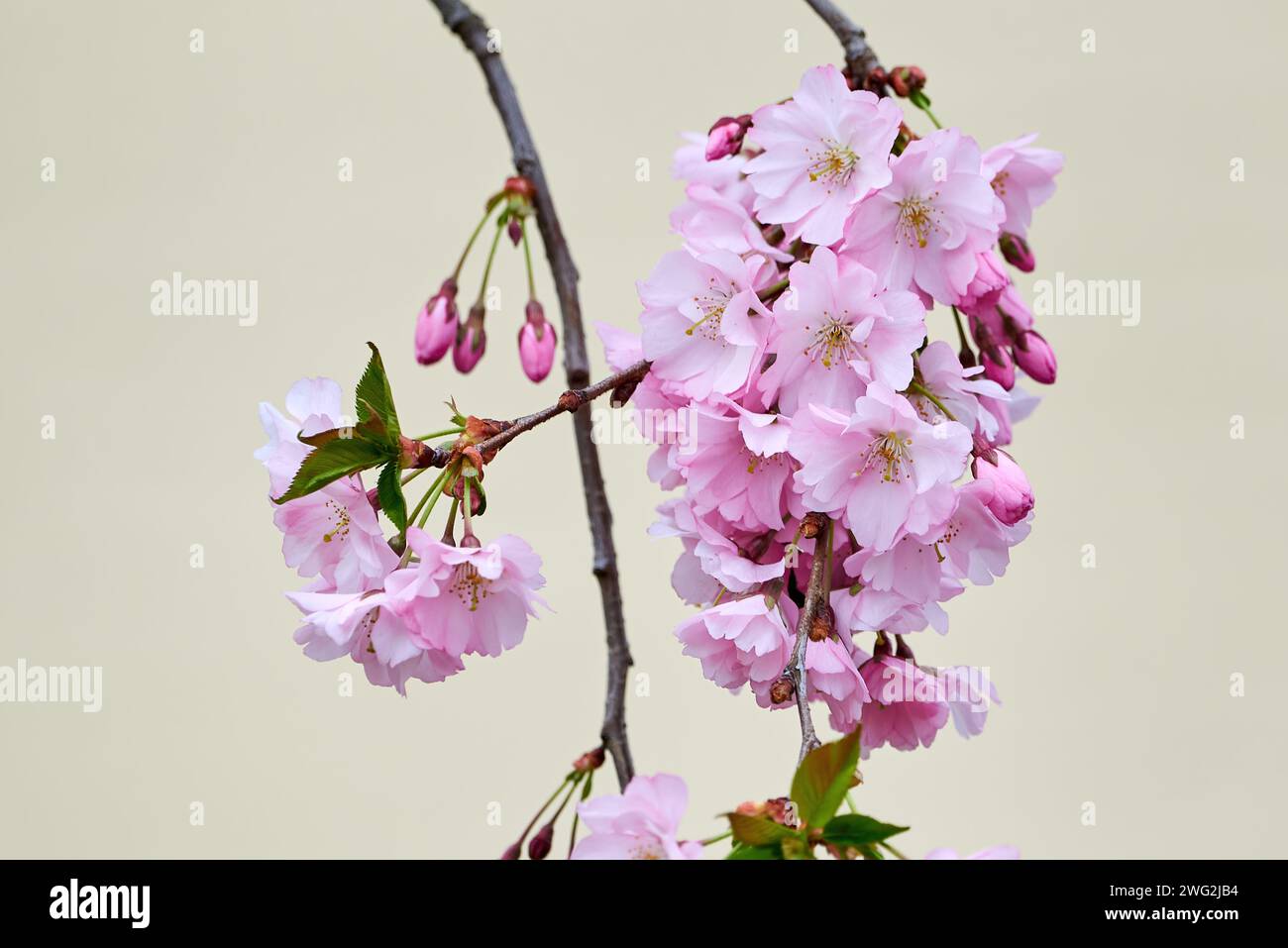 Fiore rosa Sakura Cherry Blossom Foto Stock