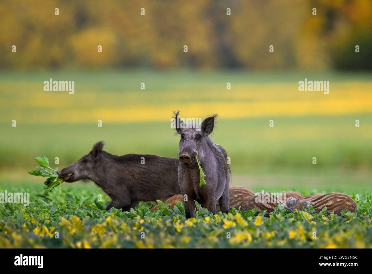Avvizzatore di cinghiali (Sus scrofa), due giovani scrofe / femmine con suinetti che si nutrono in campo di barbabietole da zucchero e che mangiano barbabietole e foglie in estate Foto Stock