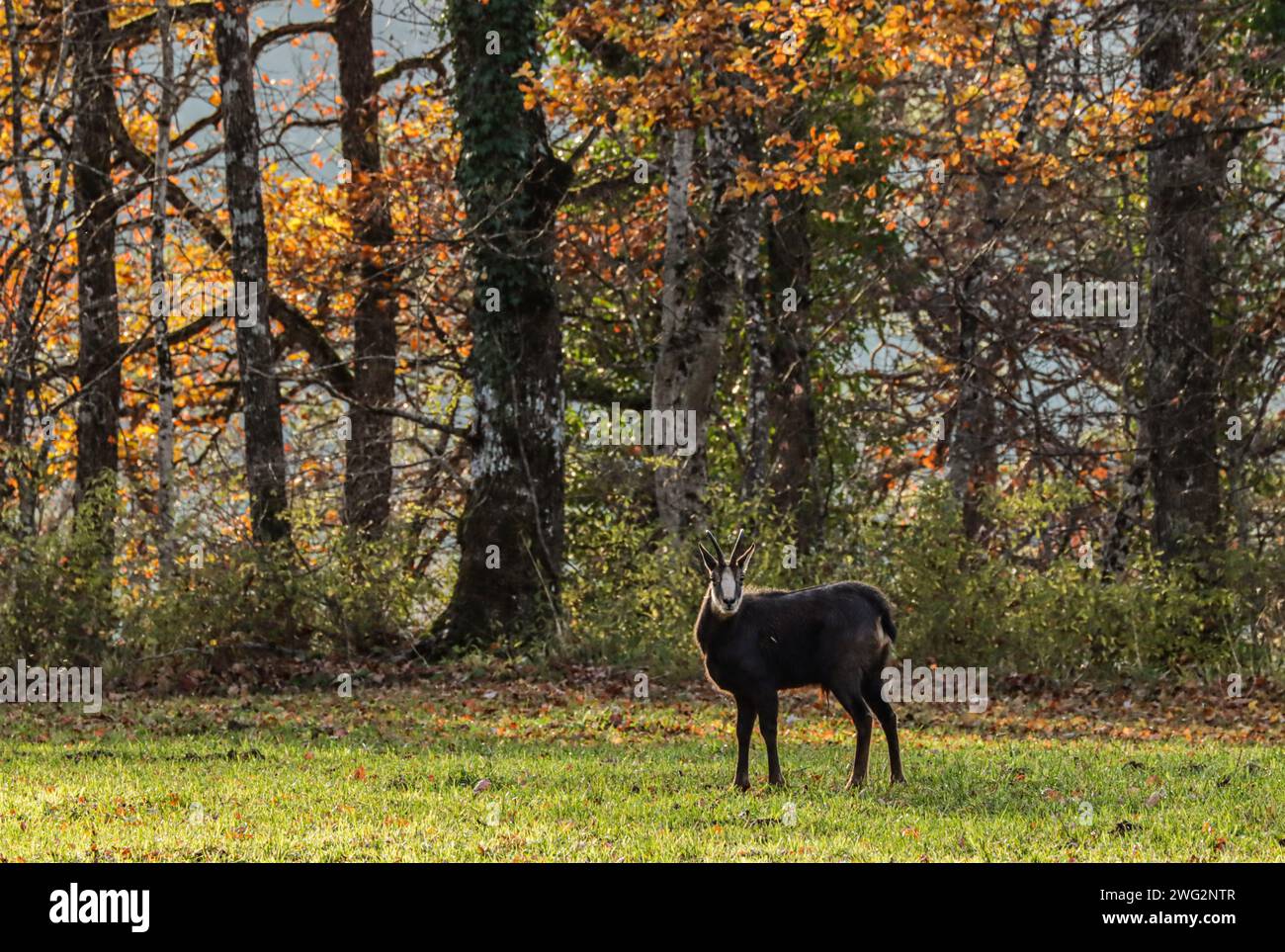 Camoscio in autunno, prato e foresta, giura svizzero Foto Stock