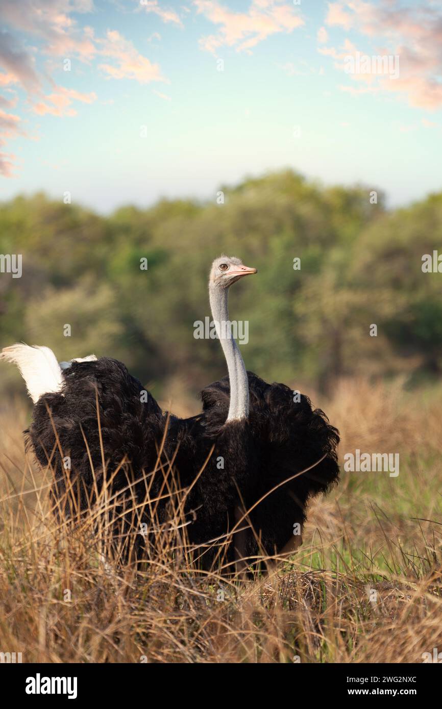 Passeggiata di struzzi nel Bush, riserva faunistica in Botswana Foto Stock