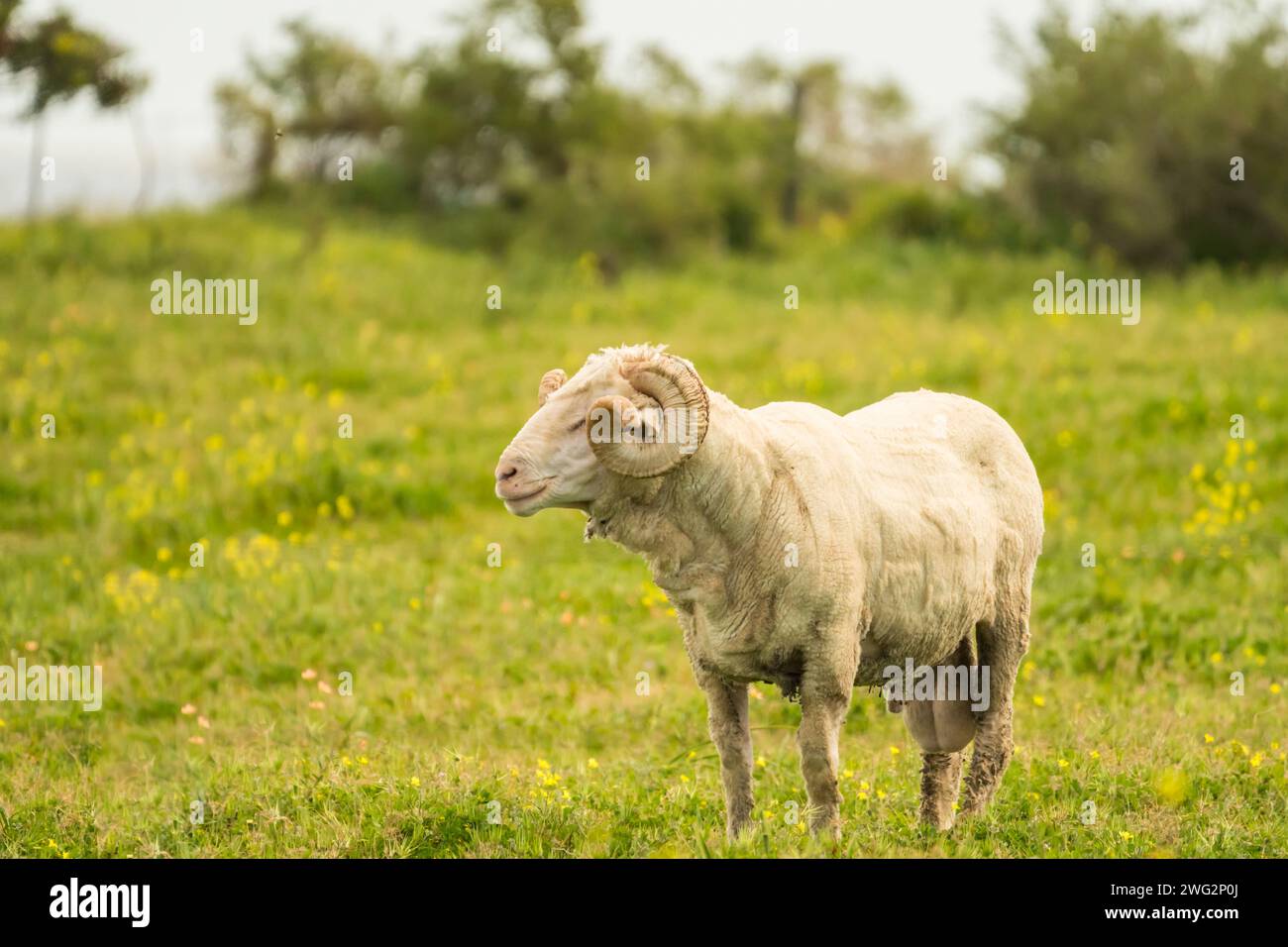 Pecore merino, montone maschio, stendino, che mostra corna a lato e da vicino in un'azienda agricola di Overberg, Capo Occidentale, Sudafrica concetto di allevamento Foto Stock
