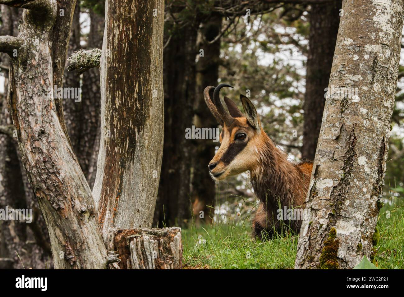 Ritratto di camosci (Rupicapra rupicapra) tra i tronchi della foresta nella montagna svizzera del giura Foto Stock