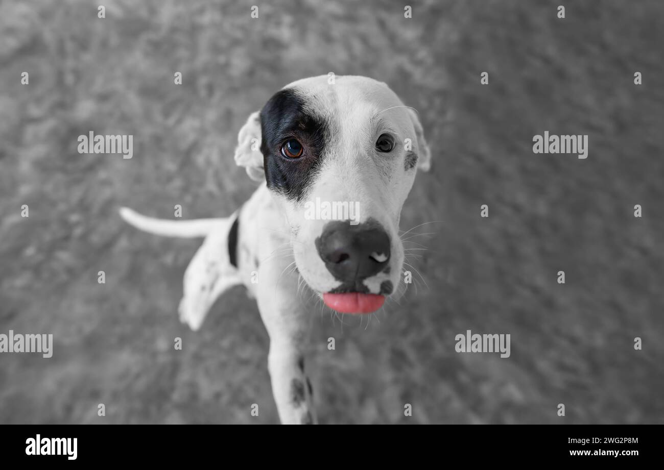 Un carino Rescue Dog sta cercando un'adozione da un rifugio per animali Foto Stock