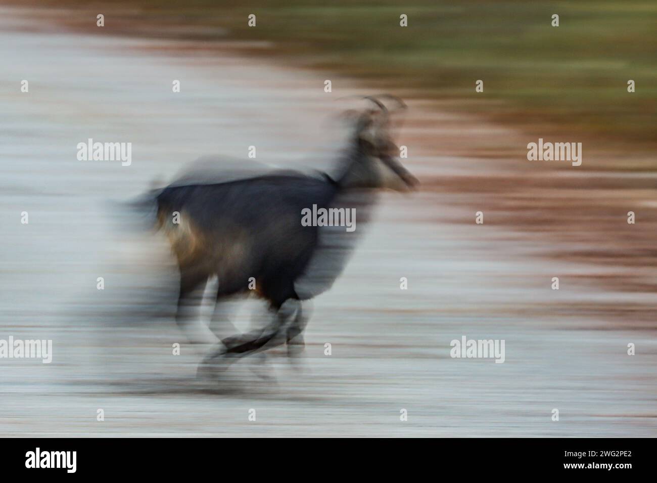 Scamosciato in corsa, messa a fuoco morbida, foto sfocate, giura svizzera Foto Stock