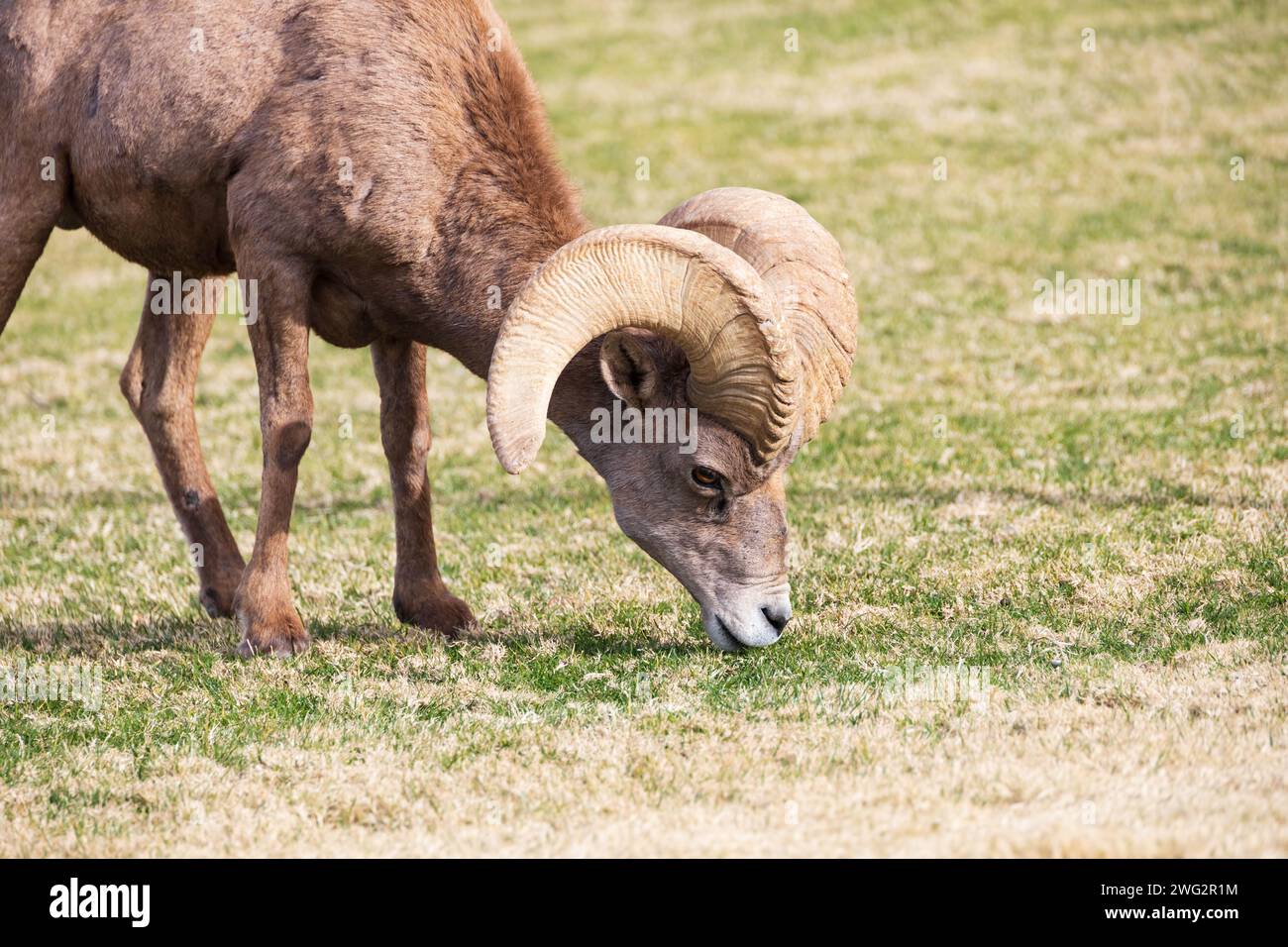 Pecore delle Montagne Rocciose da vicino mentre pascolano su una montagna in pendenza Foto Stock