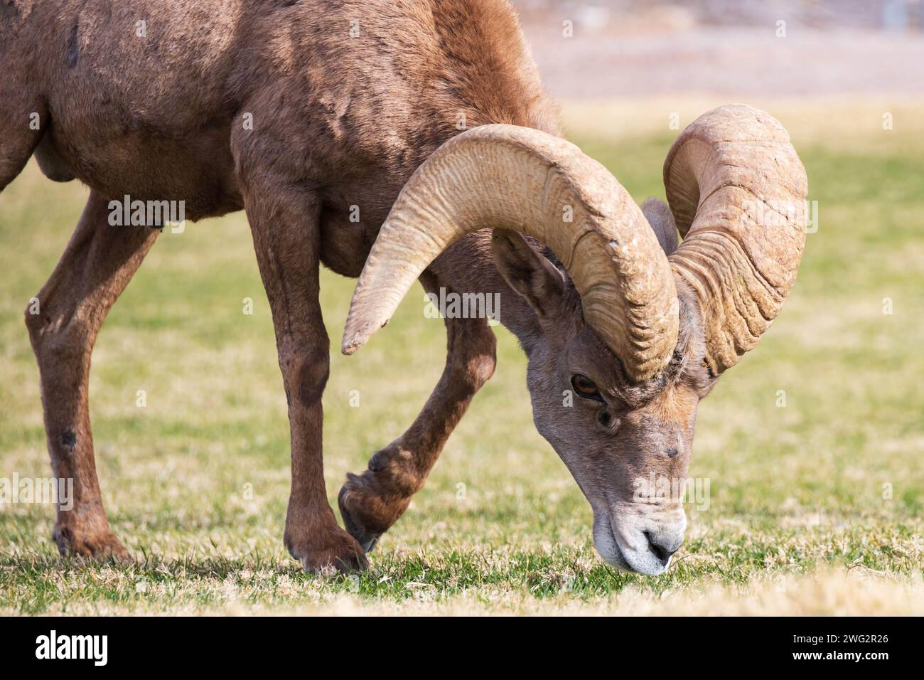 Pecore delle Montagne Rocciose da vicino mentre pascolano su una montagna in pendenza Foto Stock