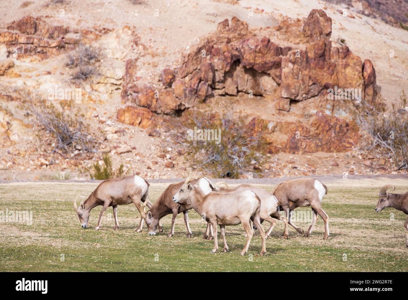 Pecore delle Montagne Bighorn che pascolano su una montagna in pendenza Foto Stock