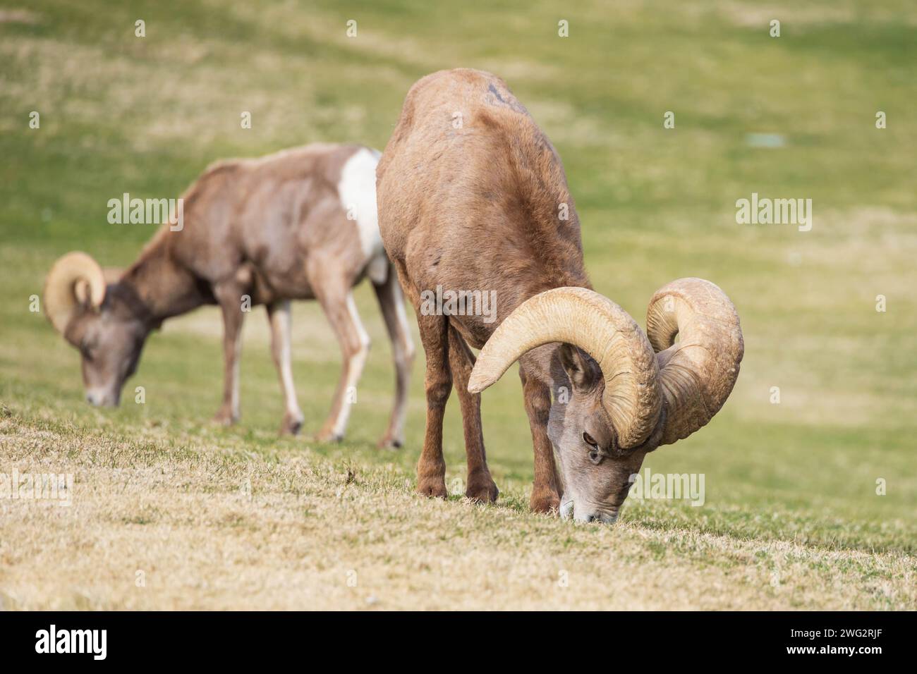 Pecore delle Montagne Bighorn che pascolano su una montagna in pendenza Foto Stock