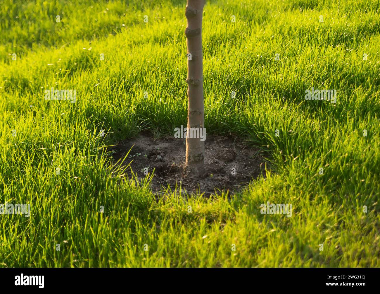 Un giovane albero appena piantato su un prato verde in un giardino o in un parco. Concetto di ecologia e tutela dell'ambiente. Foto Stock