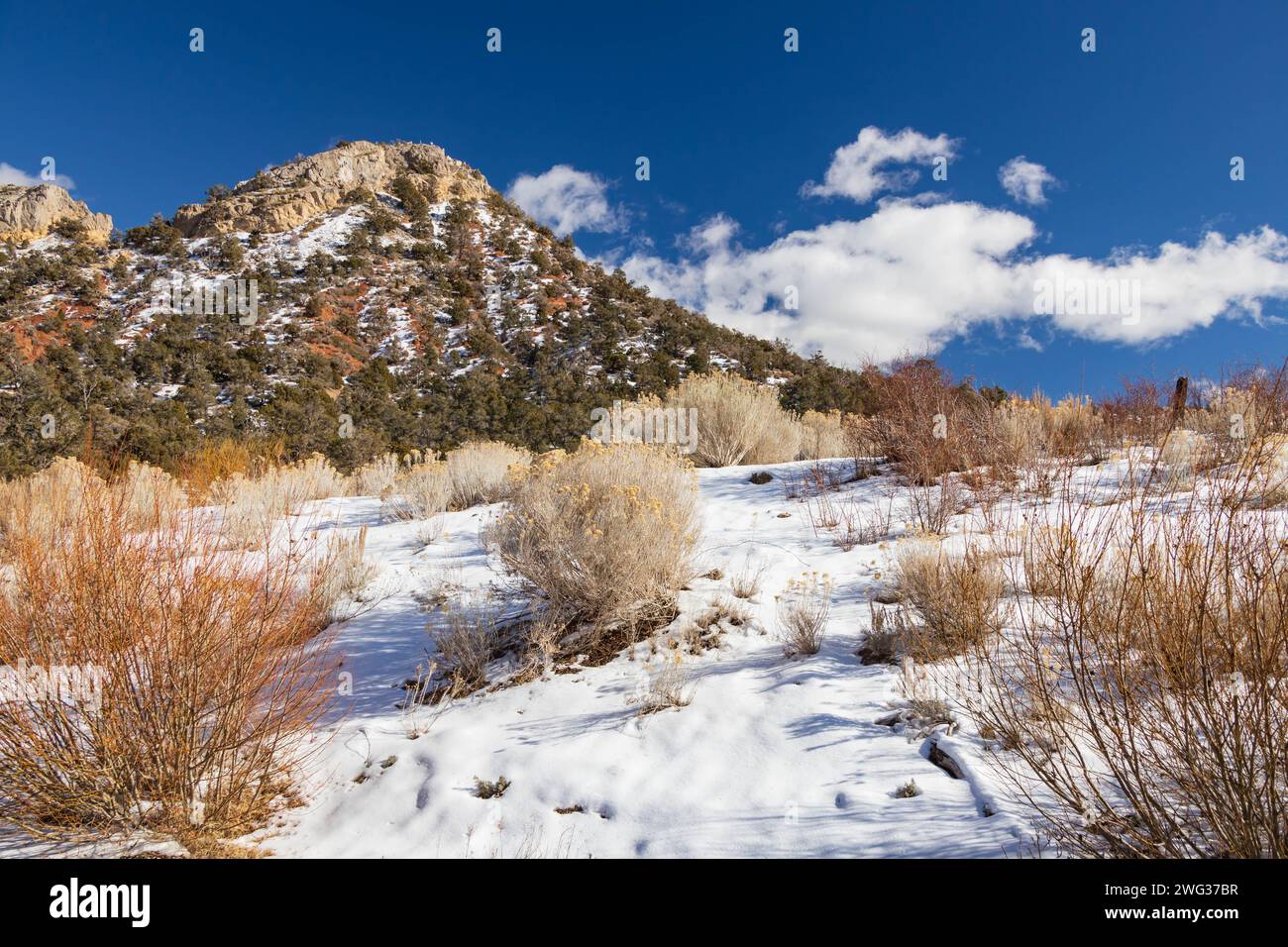 Mount Charleston Recreation area, Nevada Foto Stock