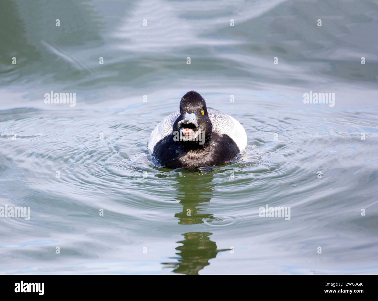 - Lesser Scaup maschio Beak Open Tongue Out Foto Stock