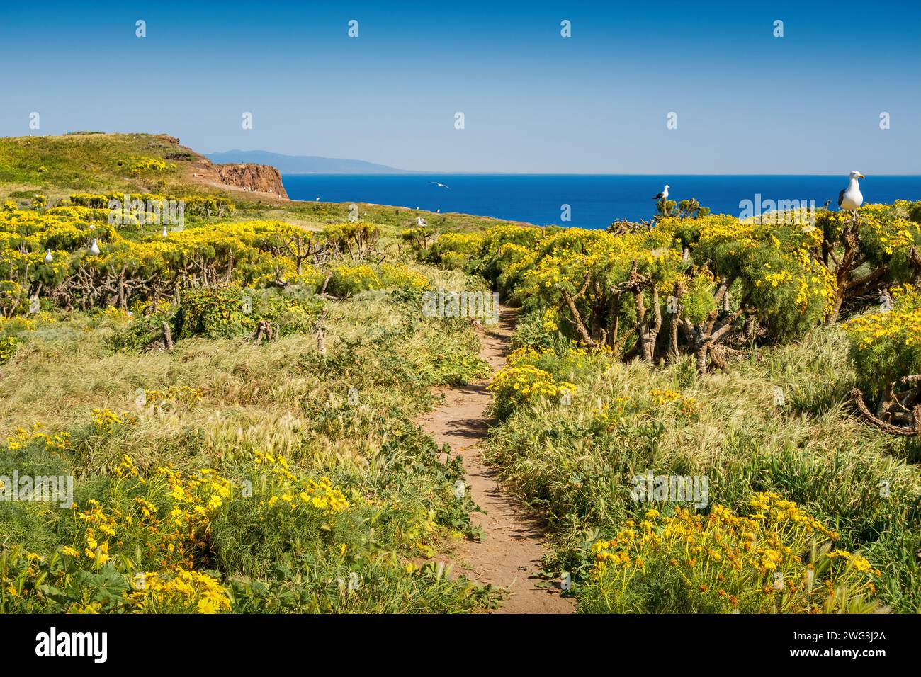 Paesaggio nel Parco Nazionale delle Isole del Canale, Isola di Anacapa, California, Stati Uniti Foto Stock