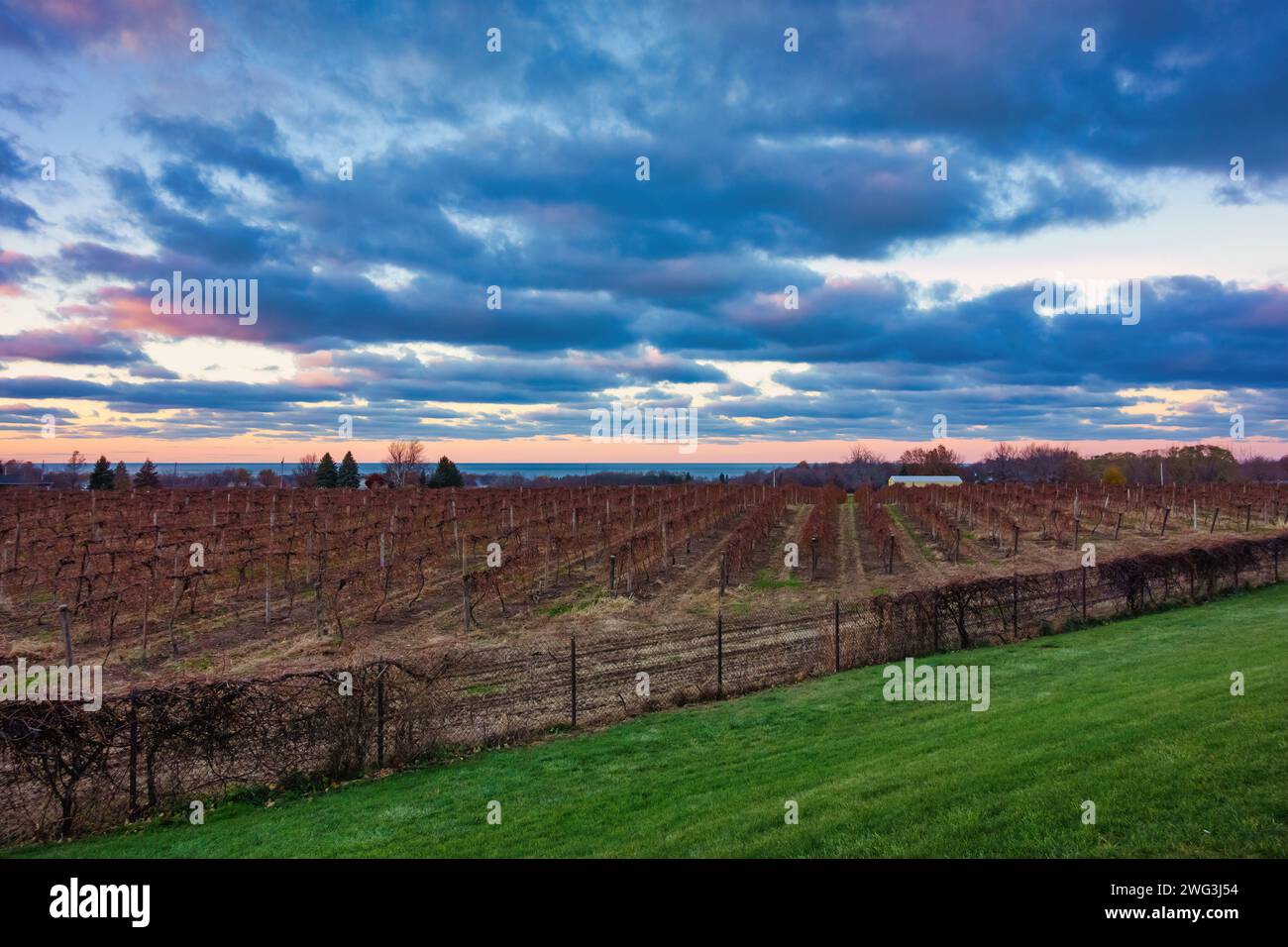 Vigneto sulle rive del lago Erie, Pennsylvania, Stati Uniti Foto Stock