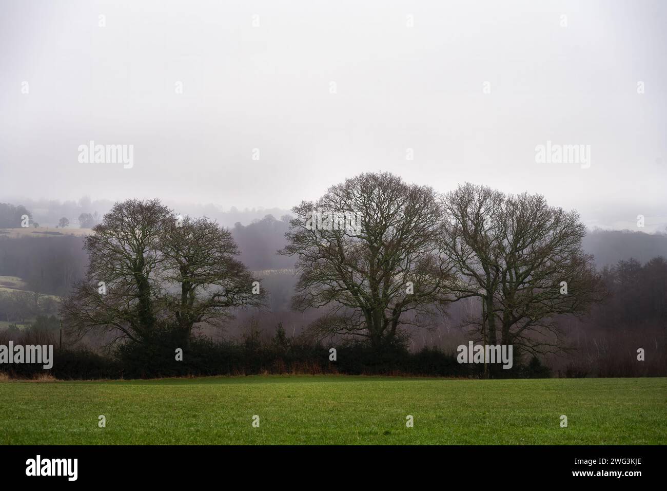 Camminando a Wealden, nell'East Sussex, in Inghilterra, in una nebbiosa mattina invernale. Tre oaktree senza foglie. Foto Stock