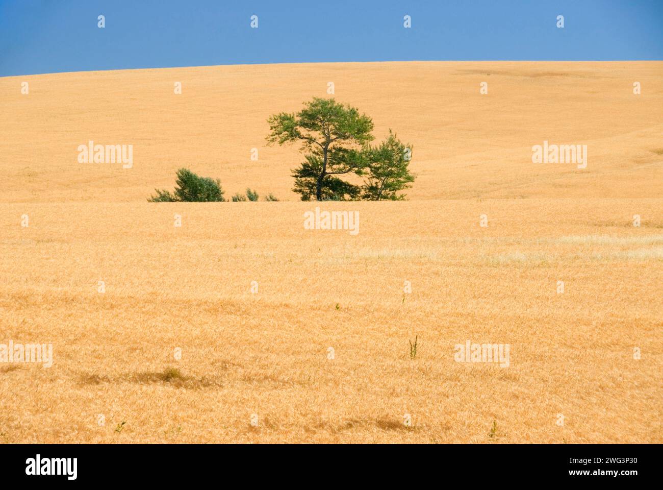 Wheatfield with Tree, Umatilla County, Oregon Foto Stock