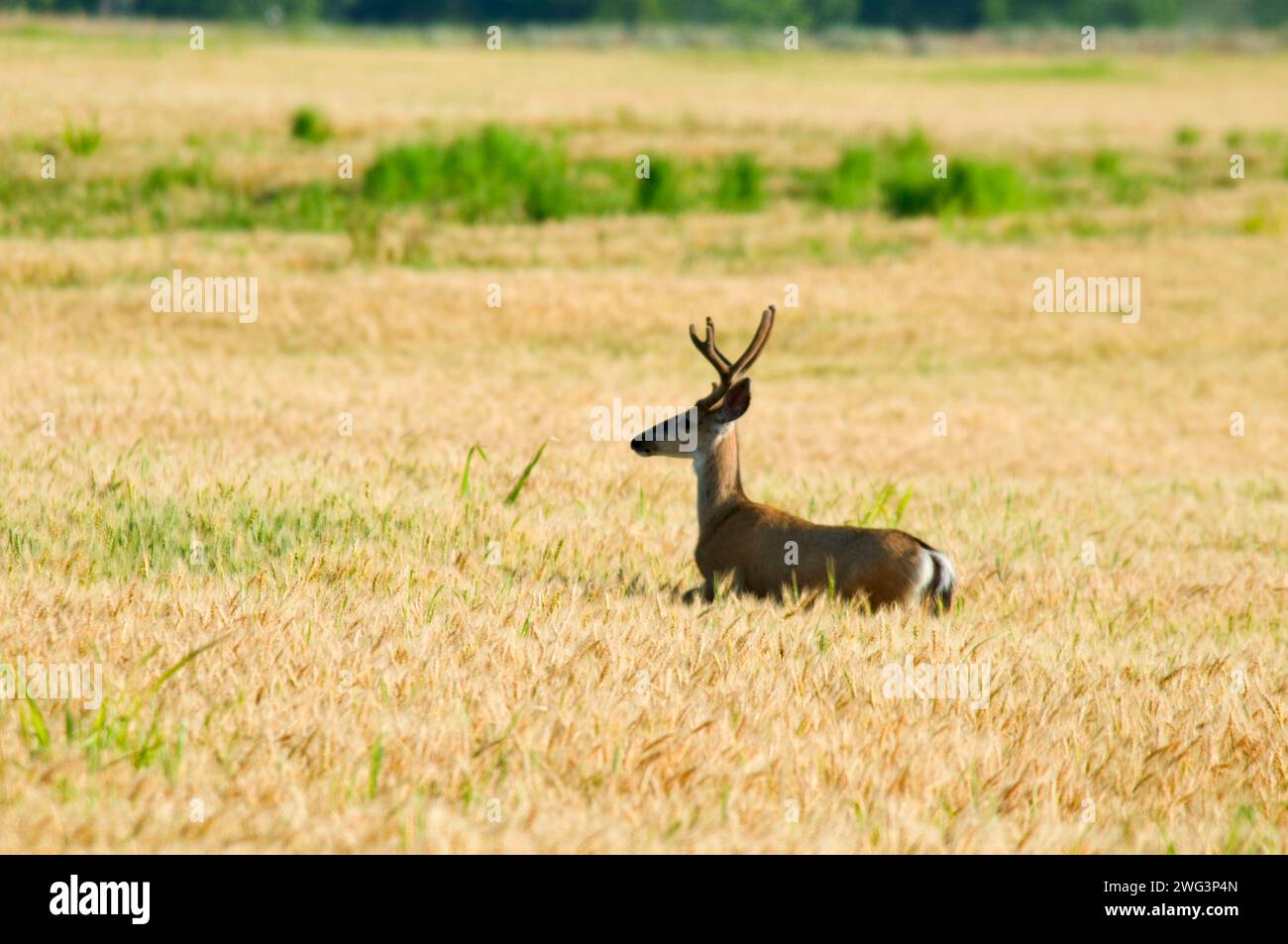 Cervi in wheatfield, Umatilla National Wildlife Refuge, Oregon Foto Stock