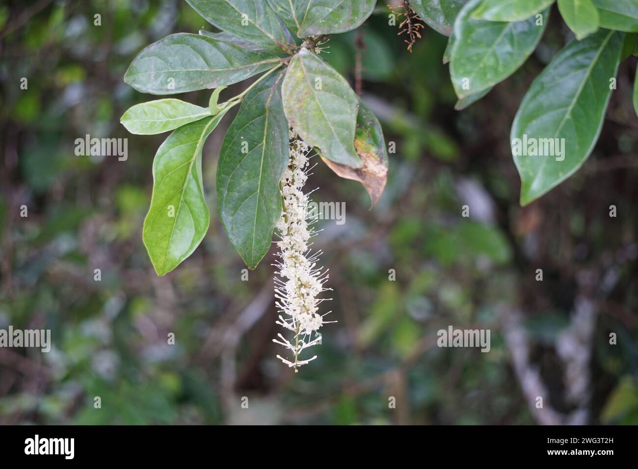 Macadamia ternifolia (piccolo noce del Queensland, gympie nut). cura della pelle, trattamenti anti-invecchiamento, cura delle unghie e aromaterapia. Foto Stock