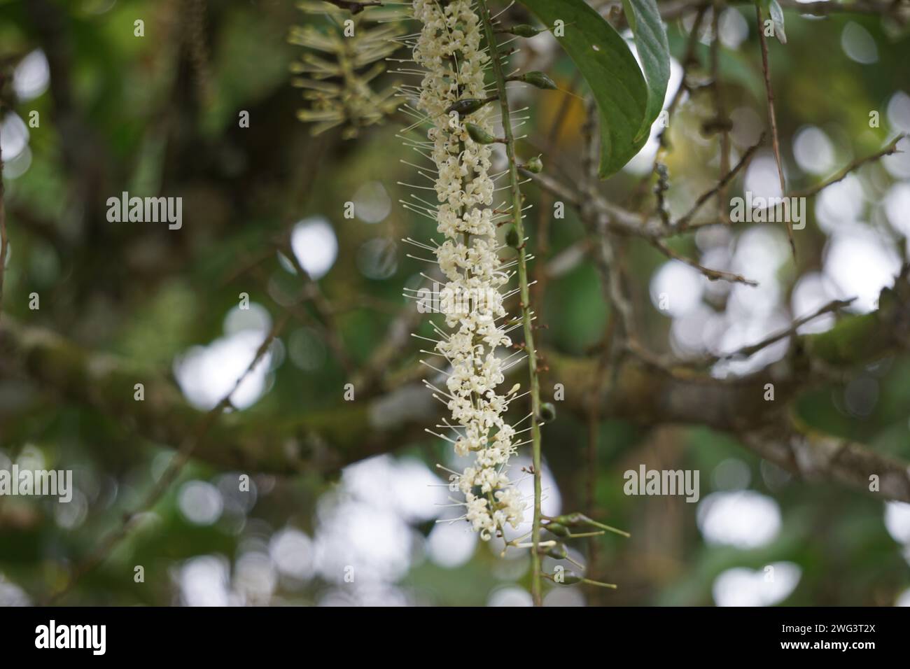 Macadamia ternifolia (piccolo noce del Queensland, gympie nut). cura della pelle, trattamenti anti-invecchiamento, cura delle unghie e aromaterapia. Foto Stock