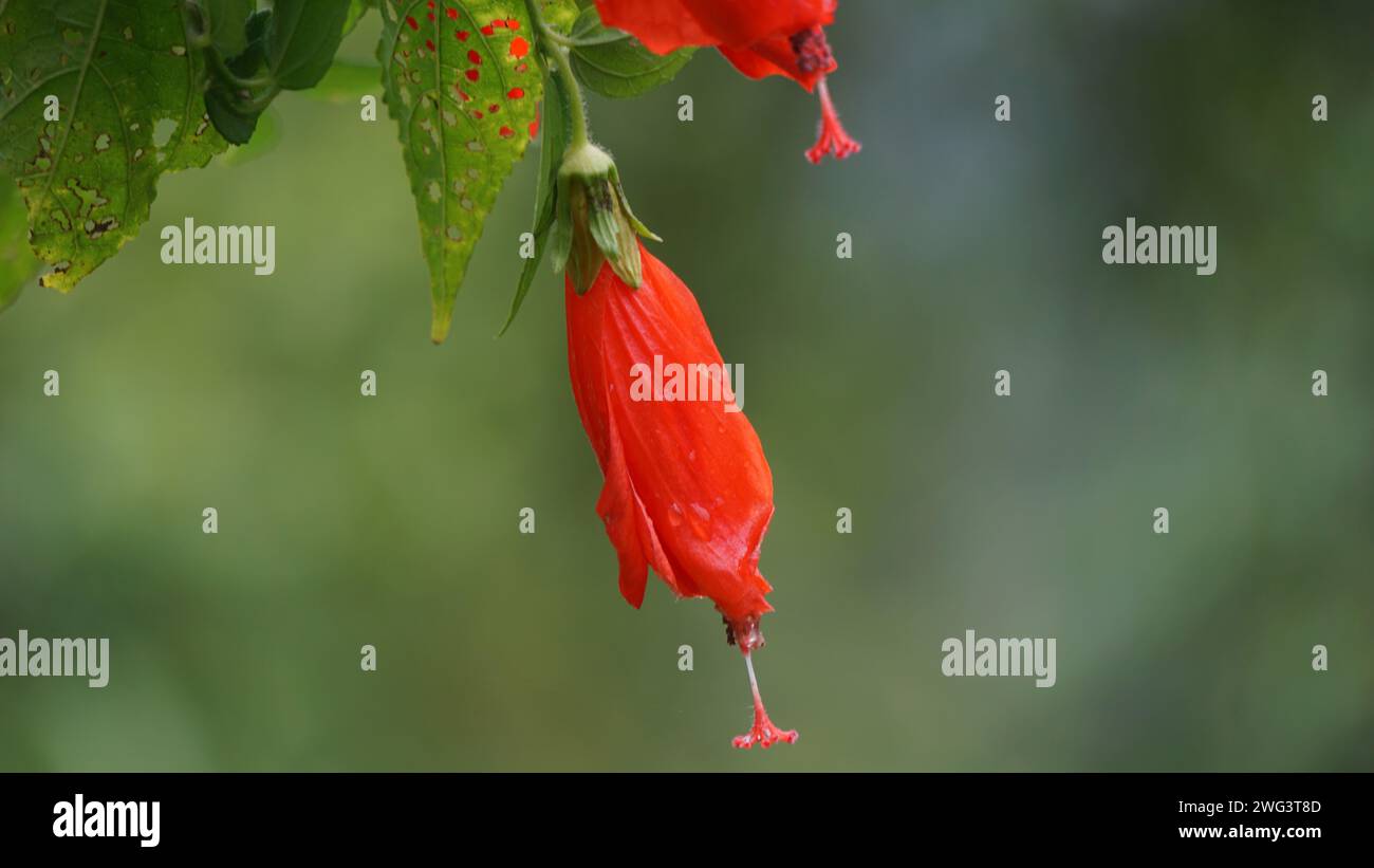 Malvaviscus (mallow del cappello di Turk, mallow di cera, ibisco dormiente, mazapan). Questa pianta è usata principalmente per ferite, febbre, ipertensione Foto Stock