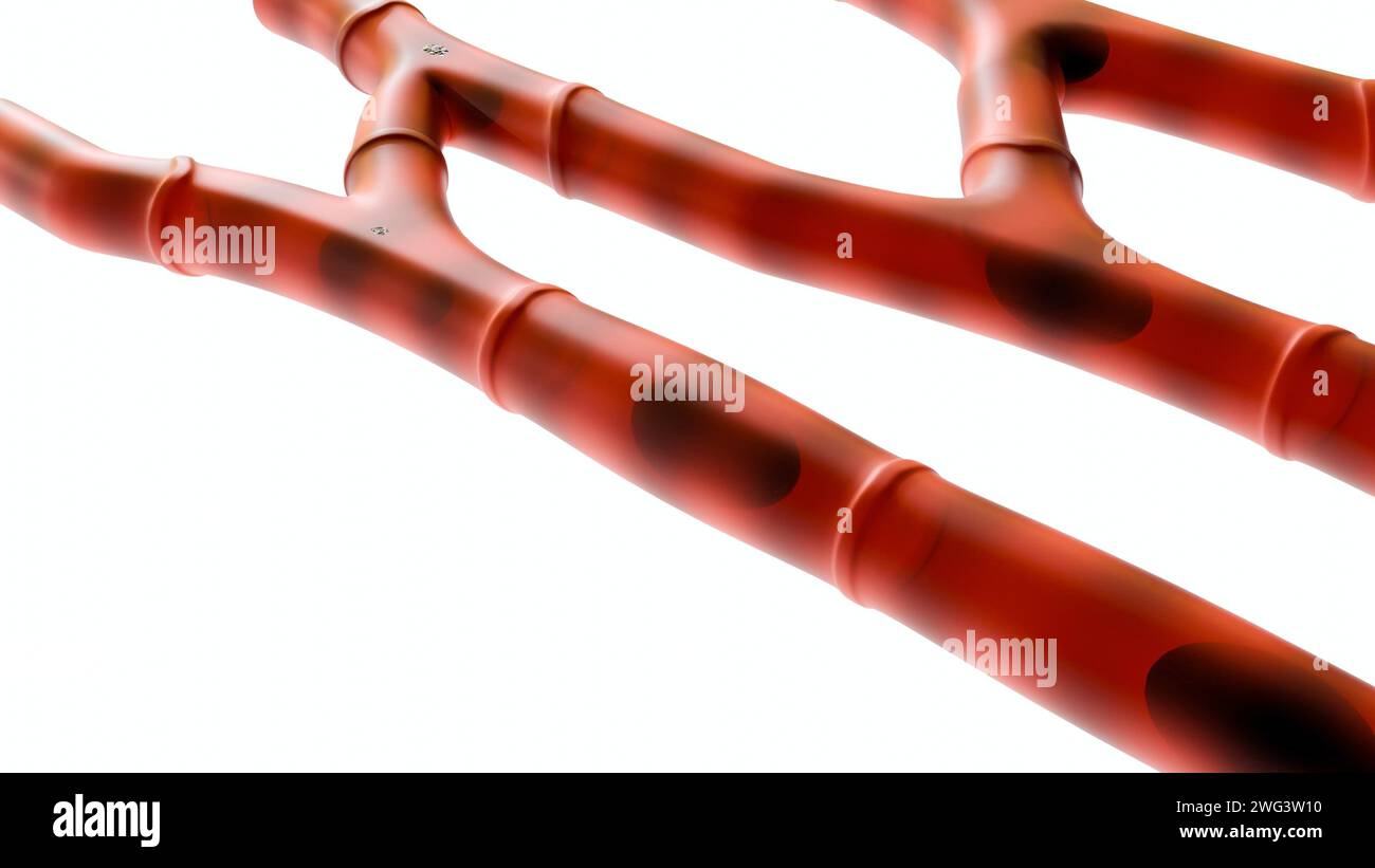 il muscolo cardiaco isolato, noto anche come muscolo cardiaco o miocardio, è un tipo di tessuto muscolare che costituisce il cuore, rendering 3d. Foto Stock