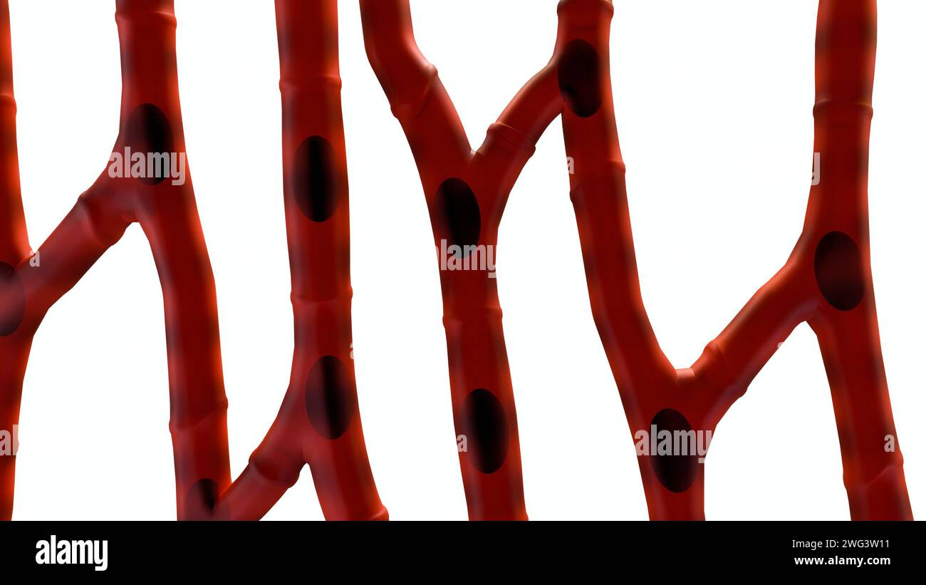 il muscolo cardiaco isolato, noto anche come muscolo cardiaco o miocardio, è un tipo di tessuto muscolare che costituisce il cuore, rendering 3d. Foto Stock