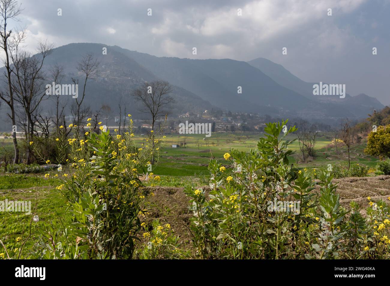 Terreni agricoli e piantagioni di varie vegetazioni nel villaggio del Nepal Foto Stock