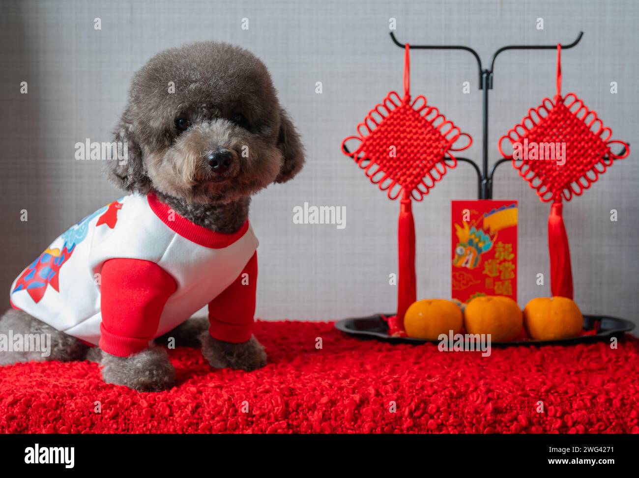 Adorabile cagnolino nero che indossa un panno per il capodanno cinese con pendente, busta rossa o ang pao (le parole significano drago e buona fortuna) e arance Foto Stock