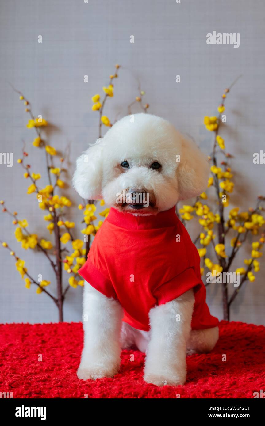 Adorabile cagnolino bianco che indossa un panno per il capodanno cinese con fiori di ciliegio gialli su pavimento in tessuto rosso. Foto Stock