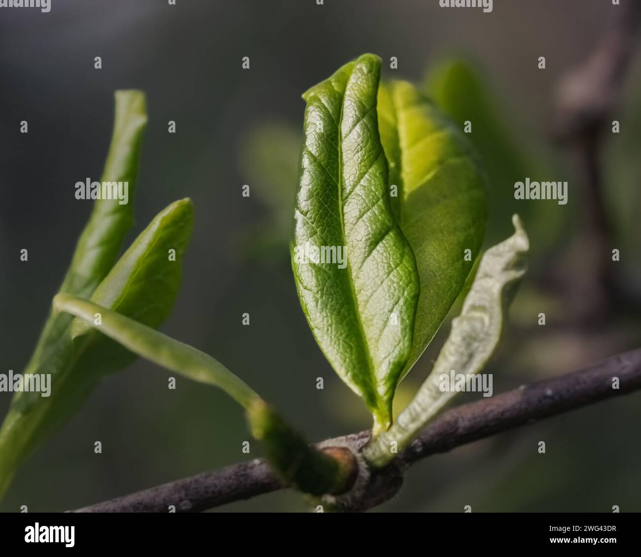 L'emergere di foglie giovani e teneri con vivaci sfumature verdi primaverili all'inizio di maggio. Long Island, New York, USA Foto Stock
