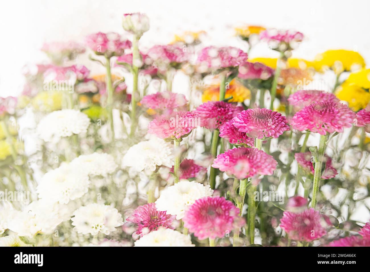 Colorata disposizione floreale. Sbocciare lo sfondo primaverile. Foto Stock