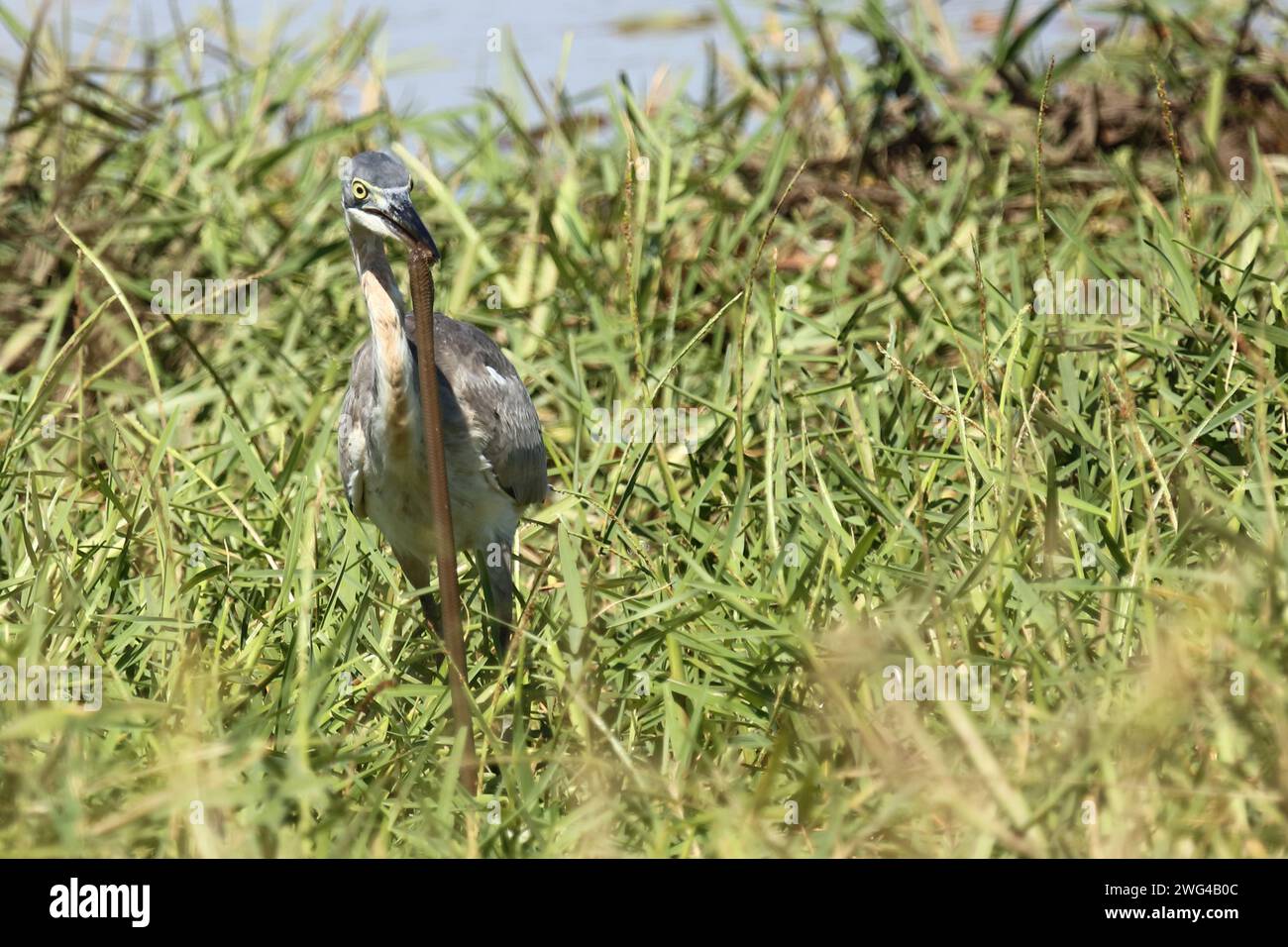 Schwarzhalsreiher und Mosambik-Speikobra / airone dalla testa nera e cobra sputante del Mozambico / Ardea melanocephala et Naja mossambica Foto Stock