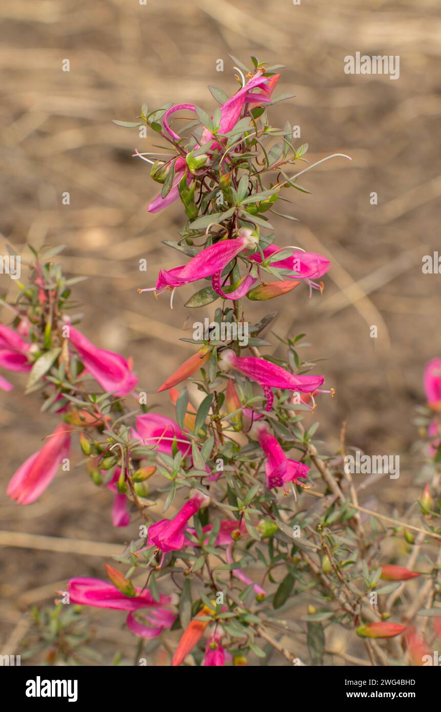 Cespuglio di tacchino cremisi, Eremophila latrobei, in fiore sulla riva sabbiosa, Adelaide. Foto Stock