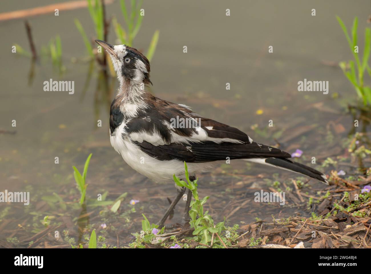 Magpie-lark, Grallina cyanoleuca, nutrirsi al lago, Adelaide. Foto Stock