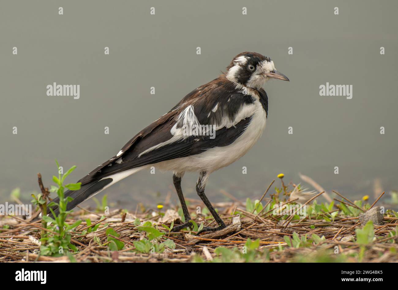 Magpie-lark, Grallina cyanoleuca, nutrirsi al lago, Adelaide. Foto Stock