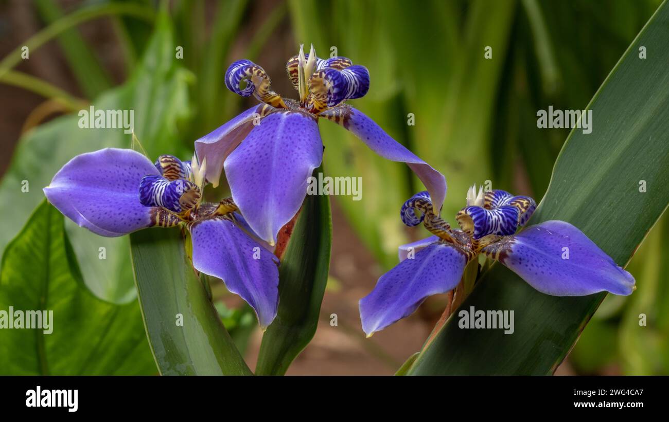 Vista ravvicinata dei colorati fiori neomarica caerulea blu, noti anche come Iris camminanti o Iris apostoli, che fioriscono all'aperto con sfondo naturale del giardino Foto Stock