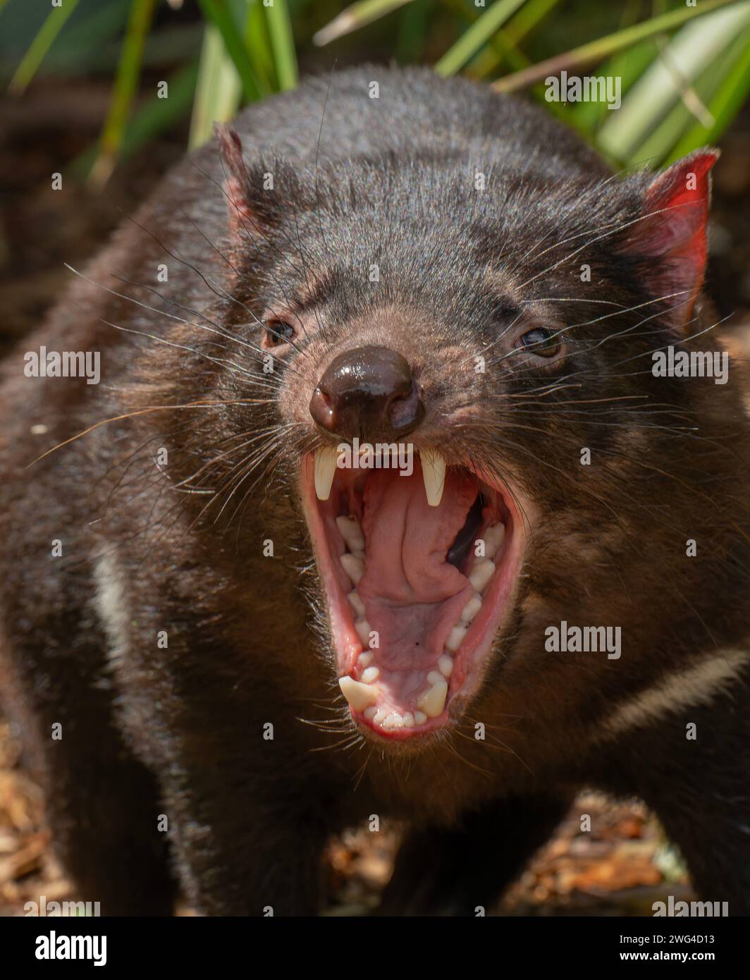 Diavolo della Tasmania, Sarcophilus harrisii, sbadiglio o ringhino. Tasmania. Foto Stock