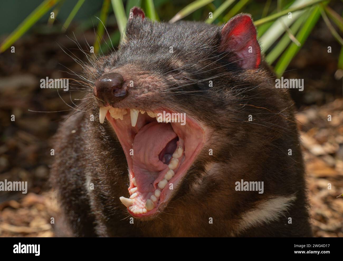 Diavolo della Tasmania, Sarcophilus harrisii, sbadiglio o ringhino. Tasmania. Foto Stock