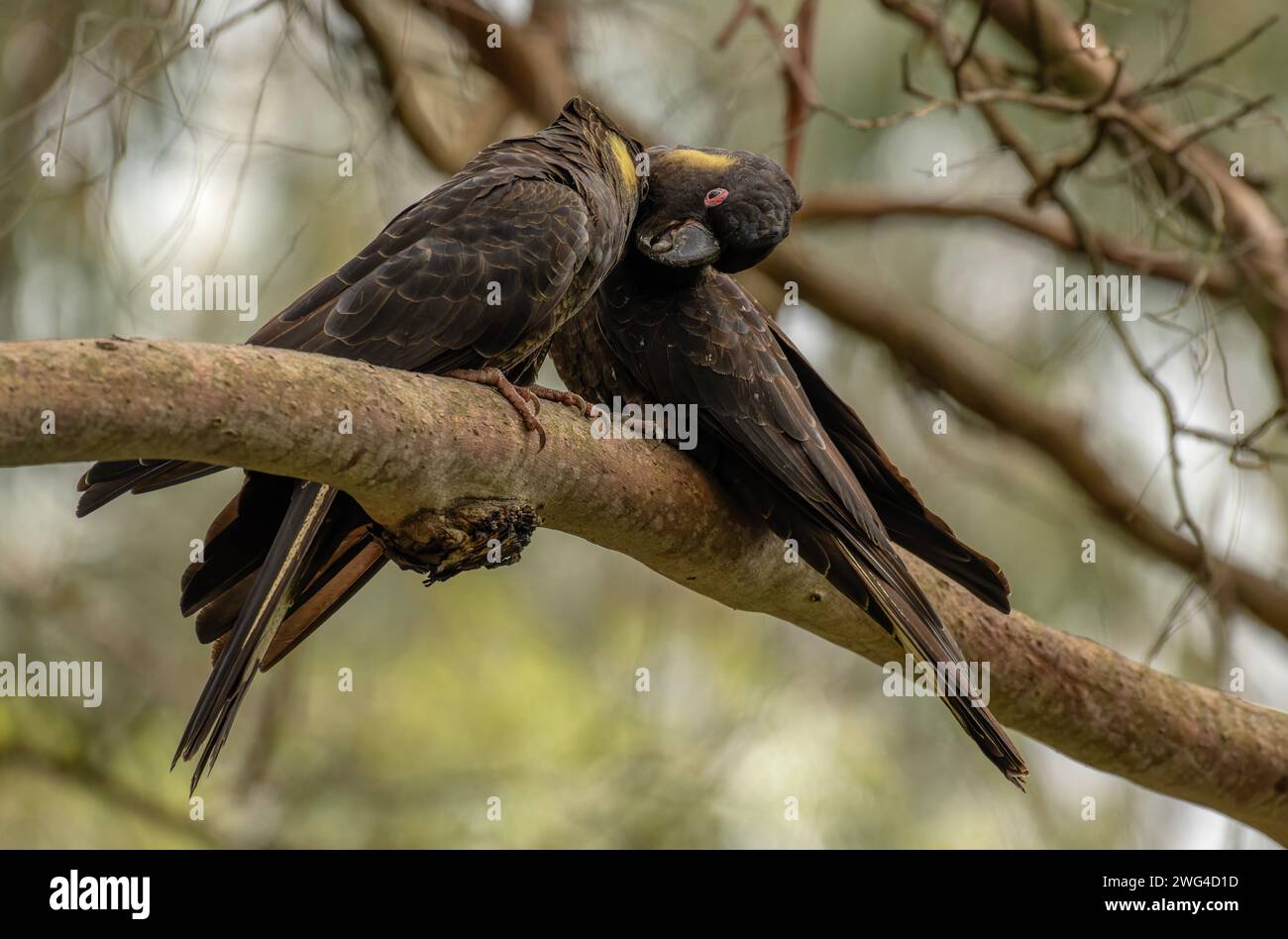 Un paio di cacatuo nero dalla coda gialla, Zanda funerea, appollaiato su un ramo. Australia meridionale. Foto Stock