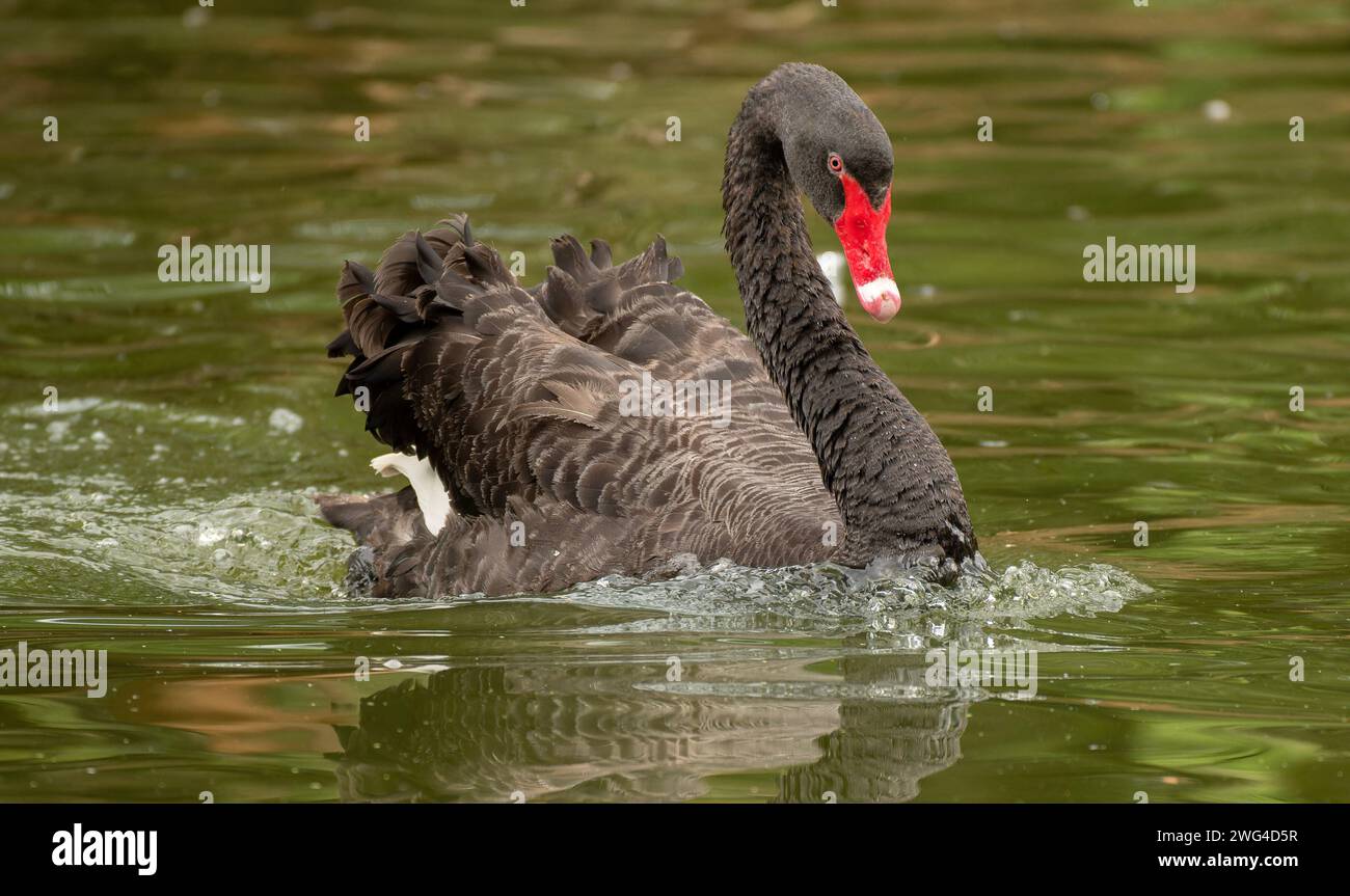 Cigno nero maschile, Cygnus atratus, che vede gli intrusi sul lago con i cygnets. Foto Stock