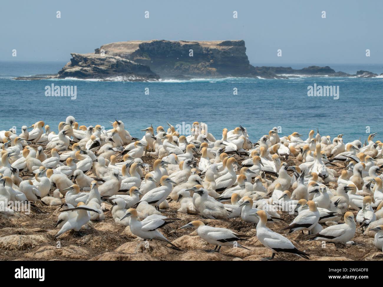 Gannet Australasiana, Morus serrator, colonia gannet continentale (Gannet Rookery) a Point Danger vicino Portland. Victoria, Australia. Foto Stock