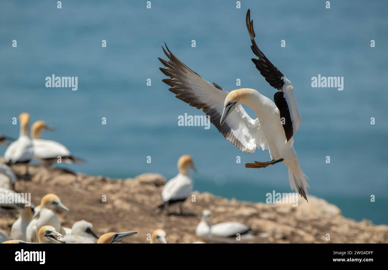 Gannet Australasiana, Morus serrator, in volo sopra la colonia di gannet sulla terraferma (Gannet Rookery) a Point Danger vicino Portland. Victoria, Australia. Foto Stock