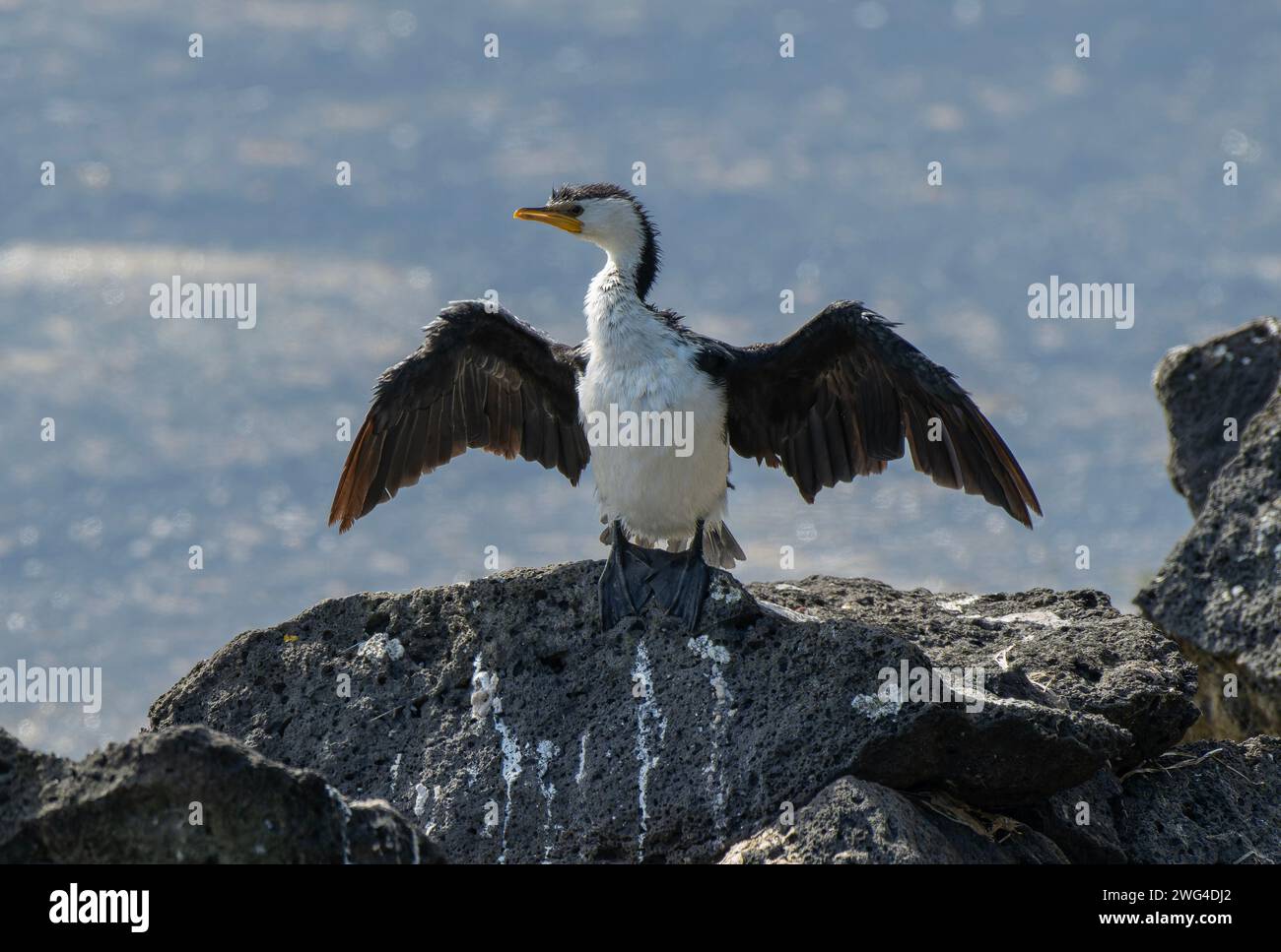 Piccolo cormorano pied, Microcarbo melanoleucos, che asciuga le ali dopo la pesca. Victoria, Australia. Foto Stock